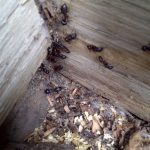 Carpenter Ants