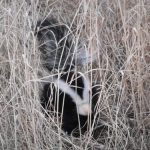 Skunk being released after being trapped