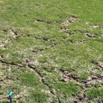 Vole damage to a lawn